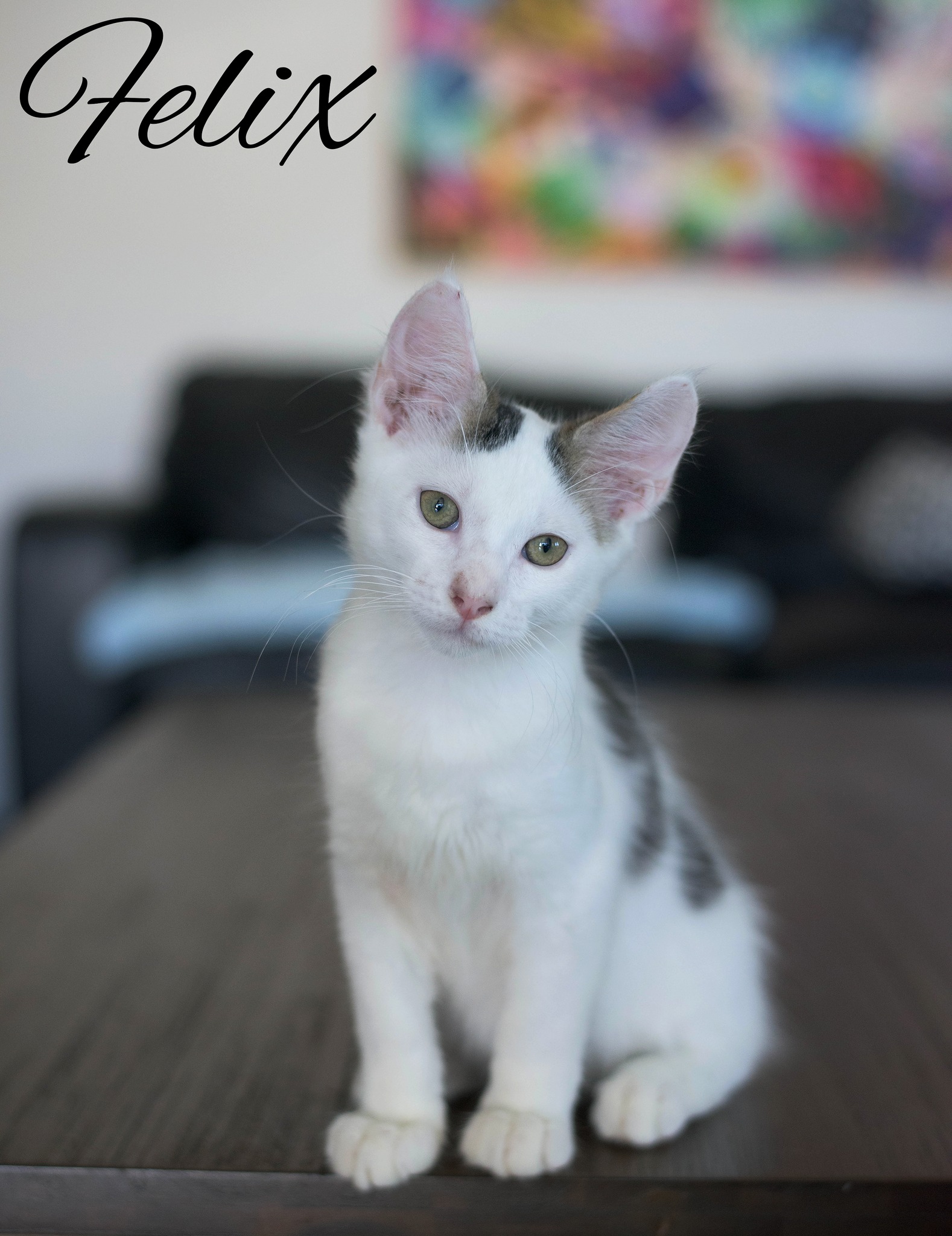 Felix – Townsville Foster and Rehoming Animals